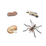 Ο Κύκλος Ζωής του Κουνουπιού - Image 2