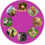 Φακός Προτζέκτορας - Άλογα - Image 2